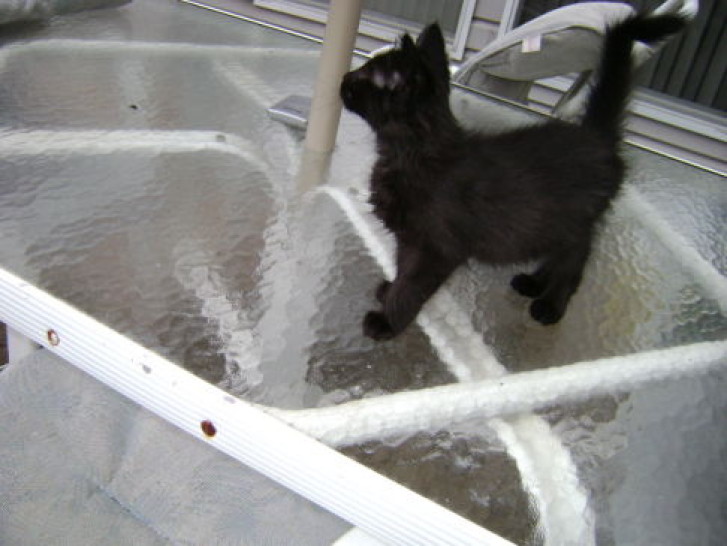 Picture of a cat / kitten / feline