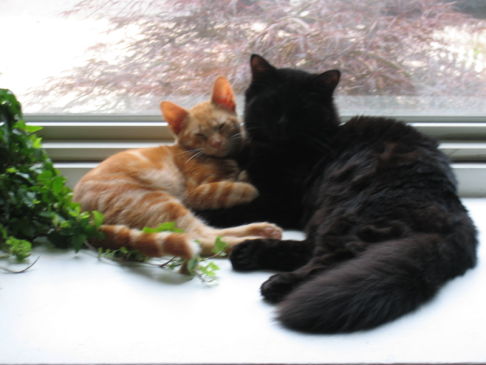 Picture of a cat / kitten / feline