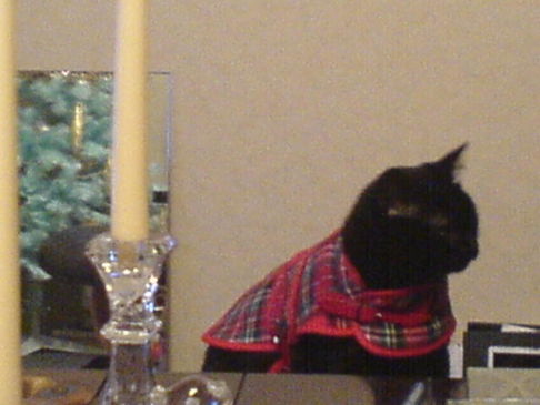 Picture of a cat / kitten / feline