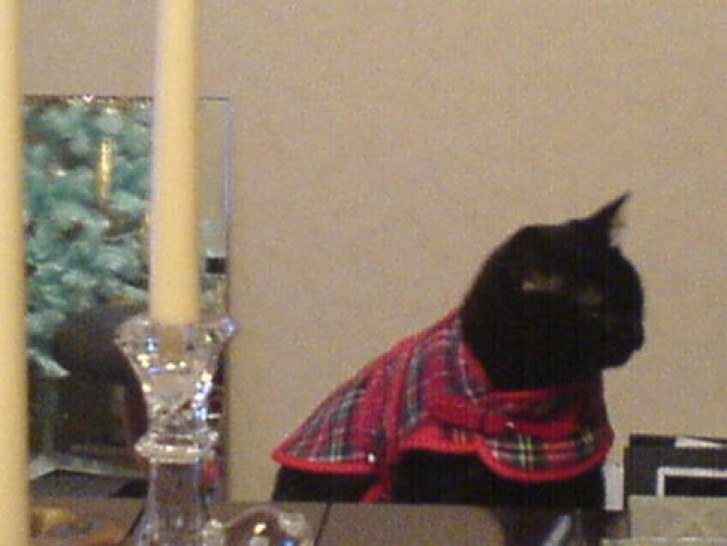 Picture of a cat / kitten / feline