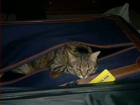 Picture of a cat / kitten / feline