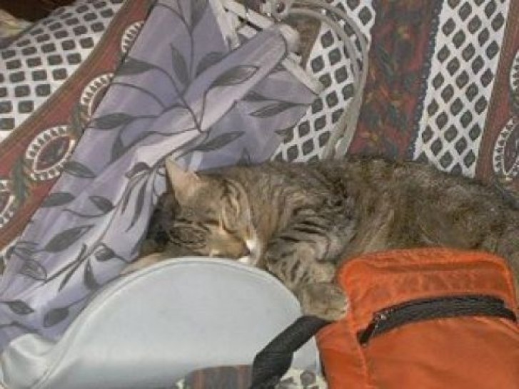 Picture of a cat / kitten / feline