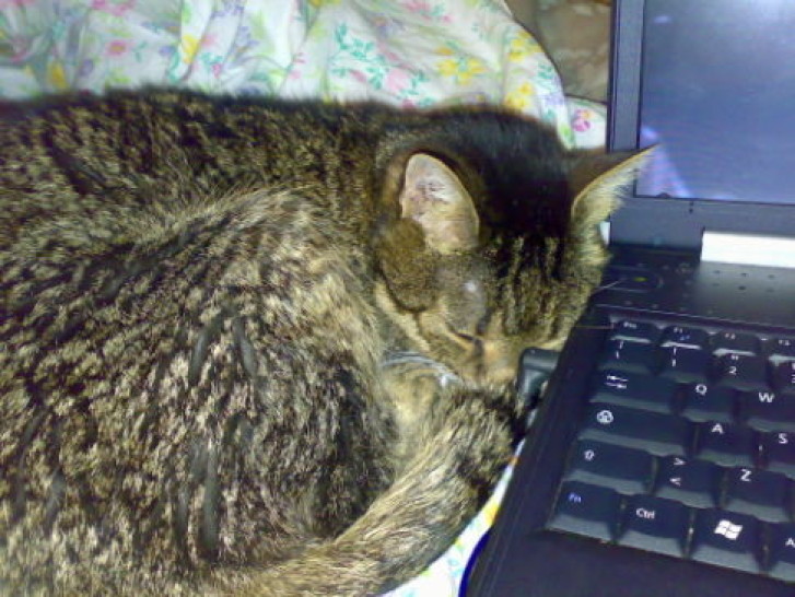 Picture of a cat / kitten / feline