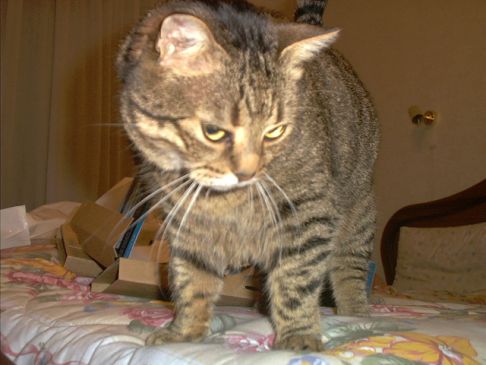 Picture of a cat / kitten / feline