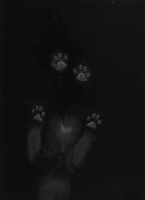 Picture of a cat / kitten / feline