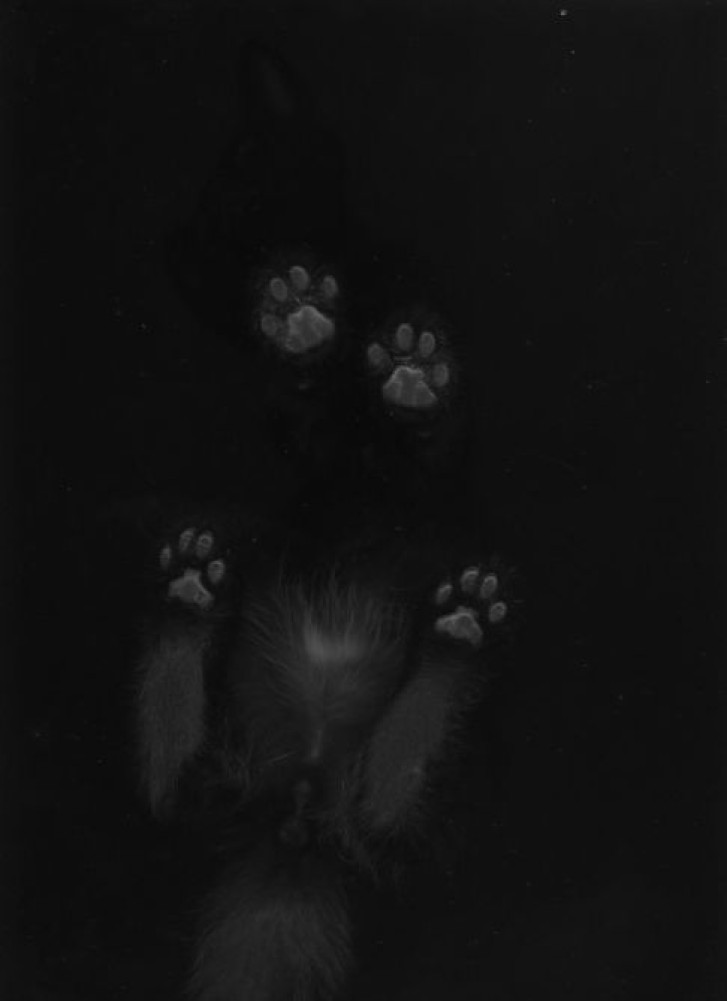 Picture of a cat / kitten / feline