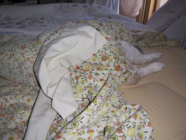 Picture of a cat / kitten / feline