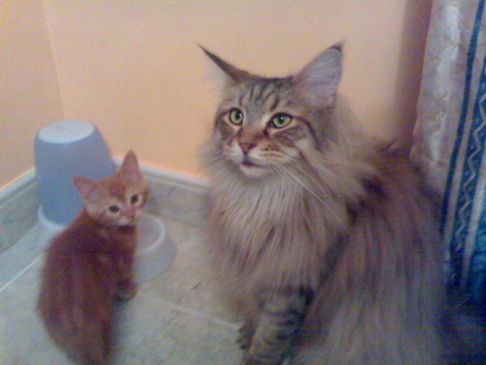 Picture of a cat / kitten / feline