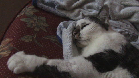 Picture of a cat / kitten / feline