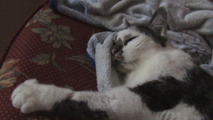 Picture of a cat / kitten / feline