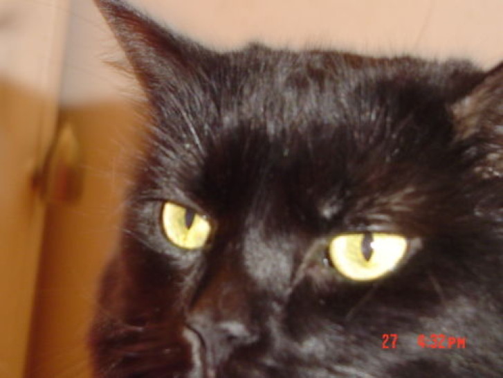 Picture of a cat / kitten / feline