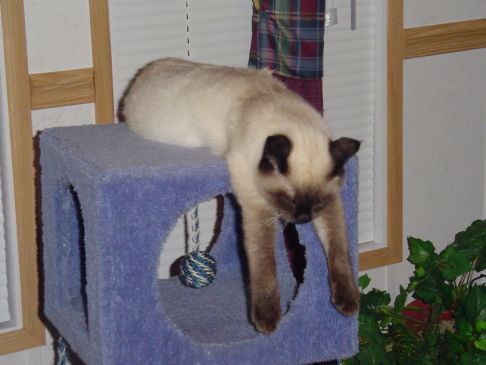 Picture of a cat / kitten / feline