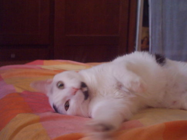 Picture of a cat / kitten / feline