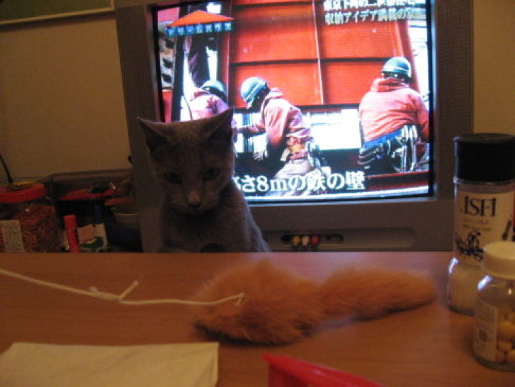 Picture of a cat / kitten / feline