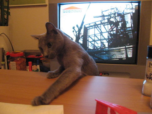 Picture of a cat / kitten / feline