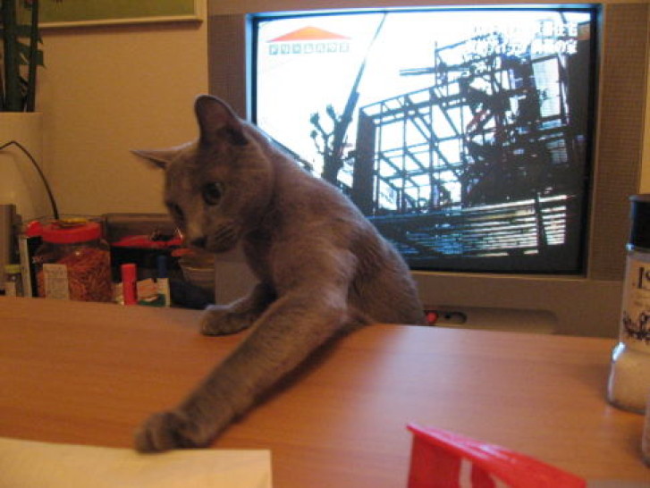 Picture of a cat / kitten / feline