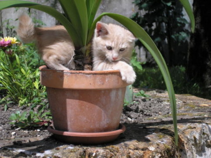 Picture of a cat / kitten / feline