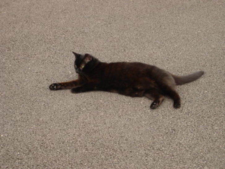 Picture of a cat / kitten / feline