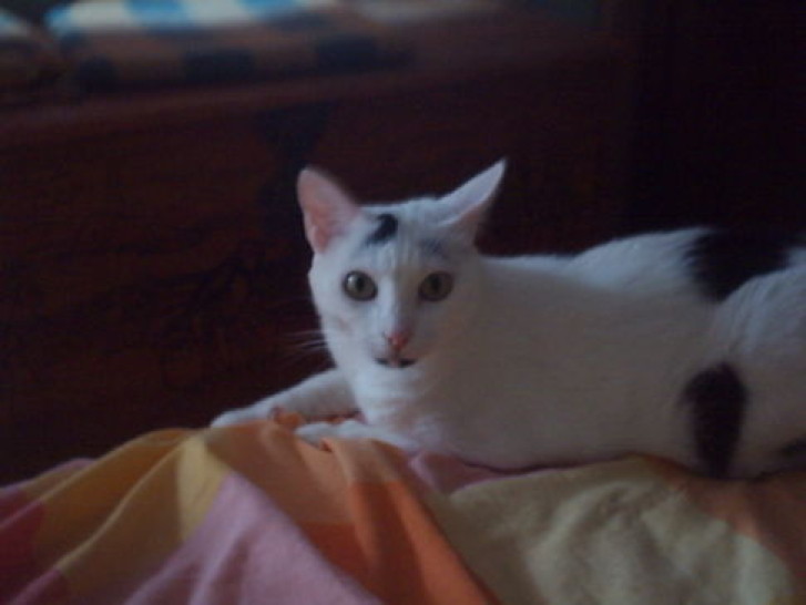 Picture of a cat / kitten / feline