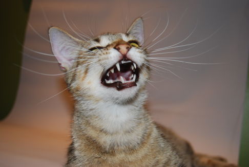 Picture of a cat / kitten / feline