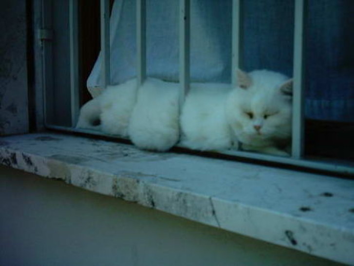 Picture of a cat / kitten / feline