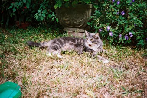 Picture of a cat / kitten / feline