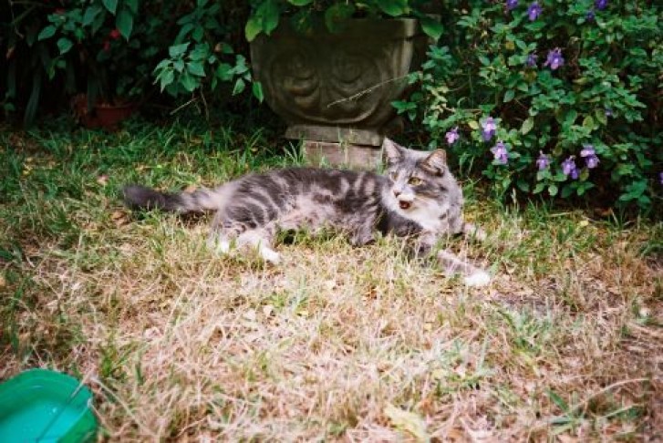 Picture of a cat / kitten / feline