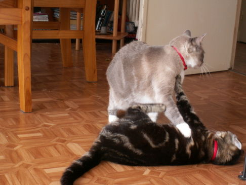 Picture of a cat / kitten / feline