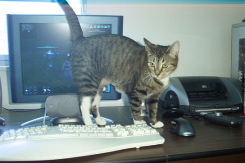 Picture of a cat / kitten / feline