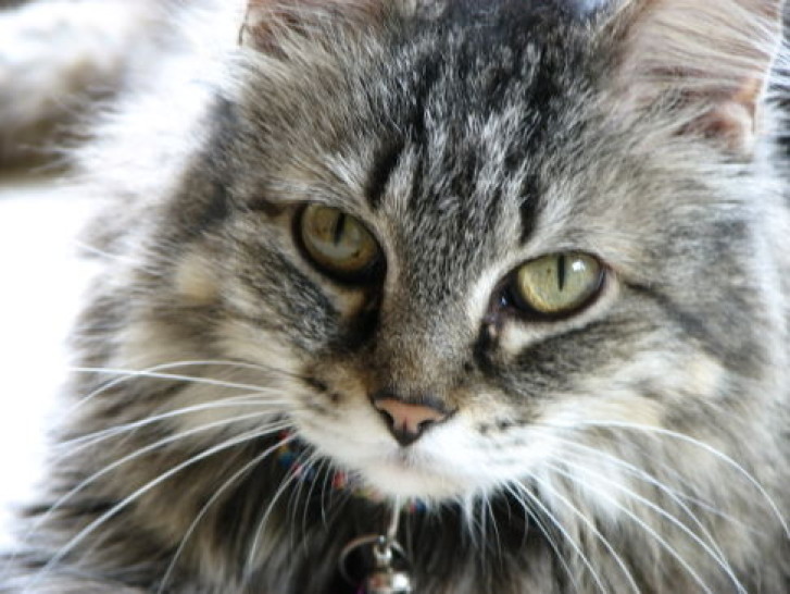 Picture of a cat / kitten / feline