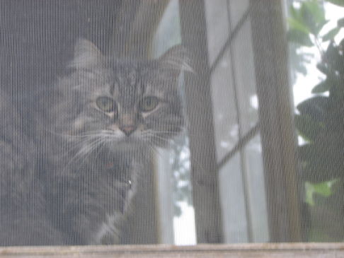 Picture of a cat / kitten / feline