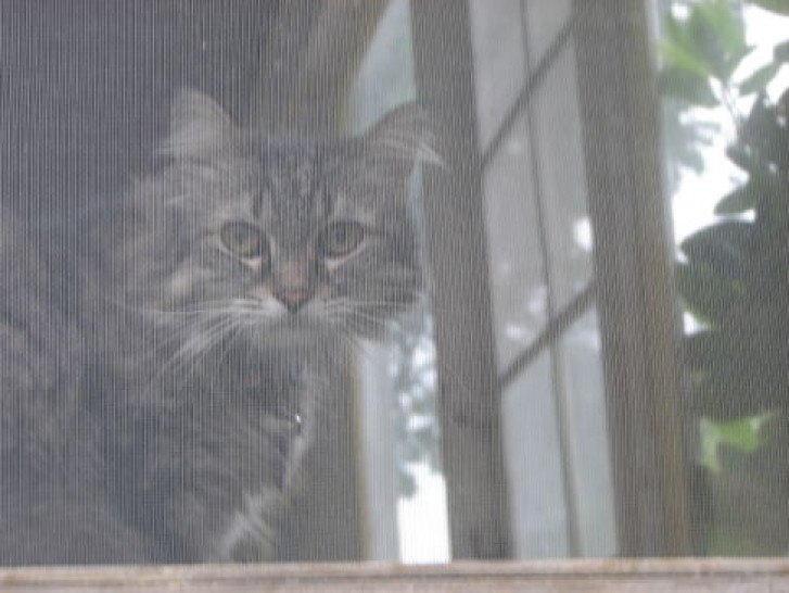 Picture of a cat / kitten / feline