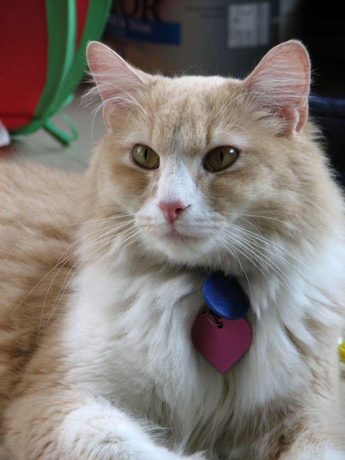 Picture of a cat / kitten / feline