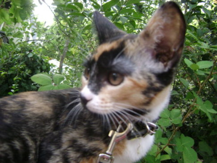 Picture of a cat / kitten / feline