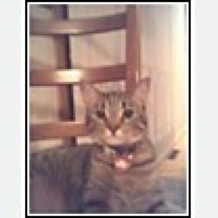 Picture of a cat / kitten / feline