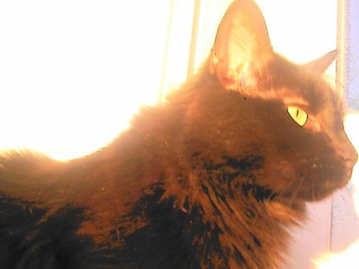 Picture of a cat / kitten / feline