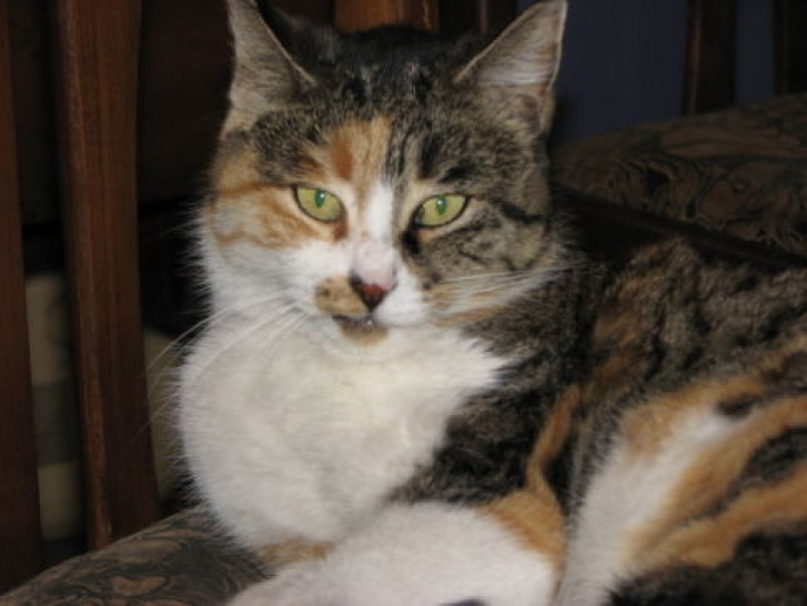 Picture of a cat / kitten / feline