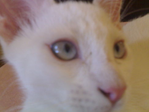 Picture of a cat / kitten / feline