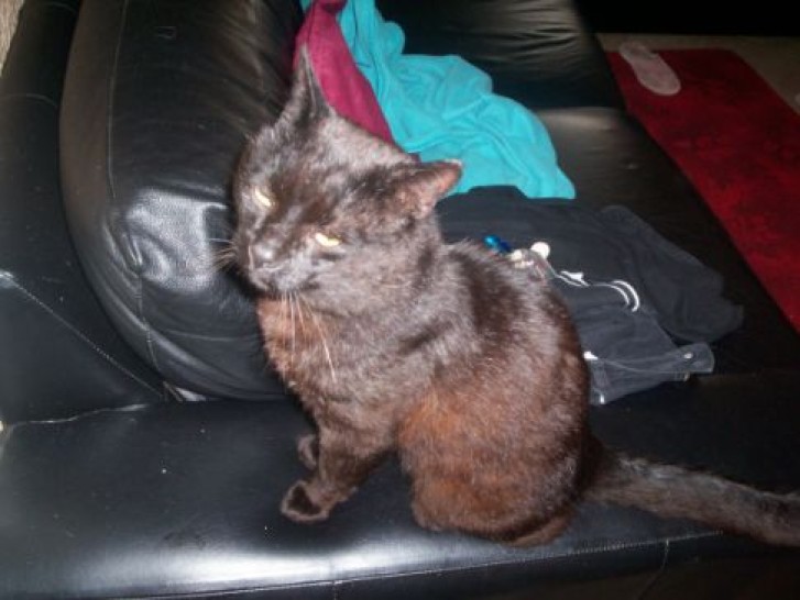 Picture of a cat / kitten / feline