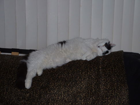 Picture of a cat / kitten / feline