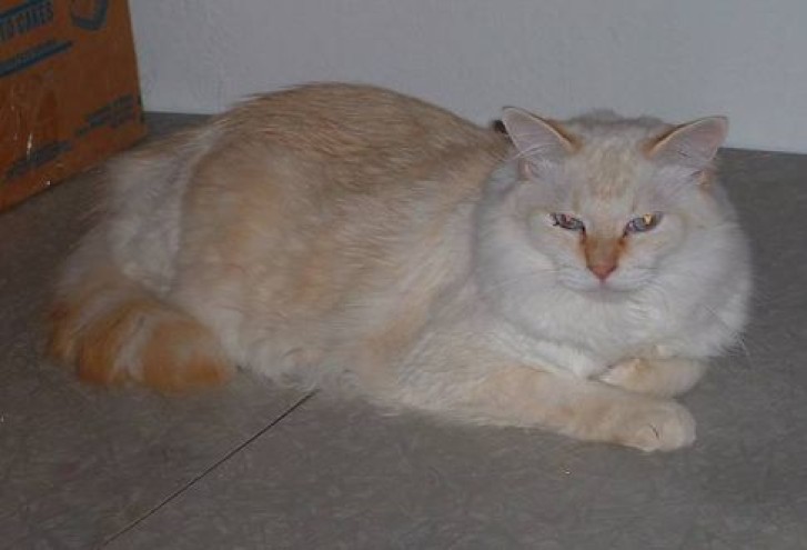 Picture of a cat / kitten / feline