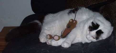 Picture of a cat / kitten / feline