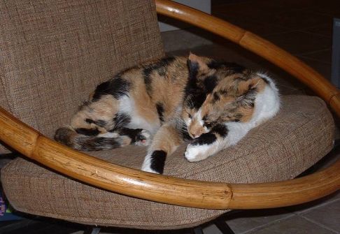 Picture of a cat / kitten / feline