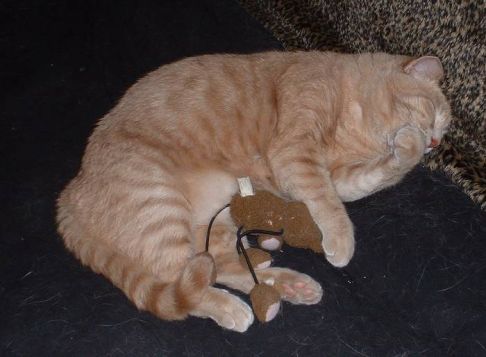 Picture of a cat / kitten / feline