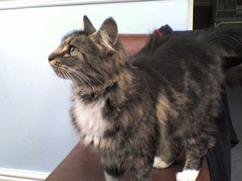 Picture of a cat / kitten / feline