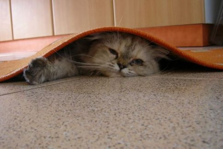 Picture of a cat / kitten / feline