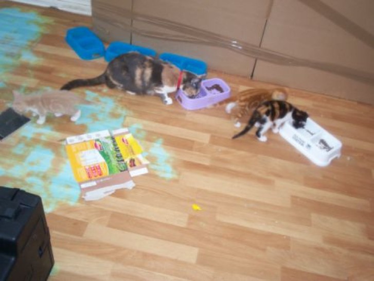 Picture of a cat / kitten / feline