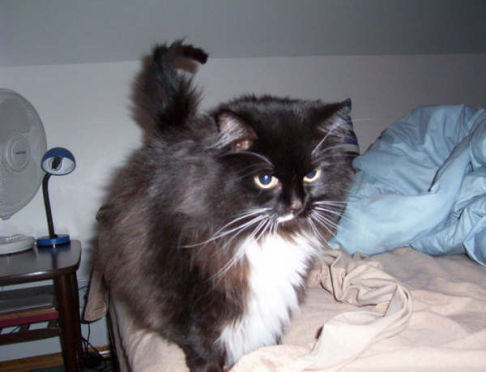 Picture of a cat / kitten / feline