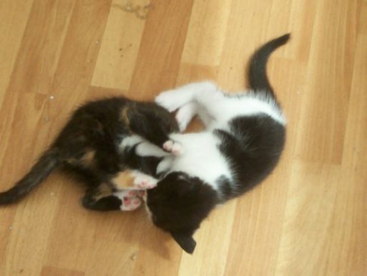 Picture of a cat / kitten / feline