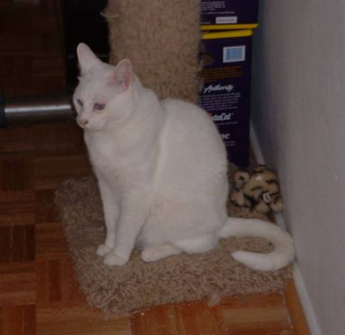 Picture of a cat / kitten / feline